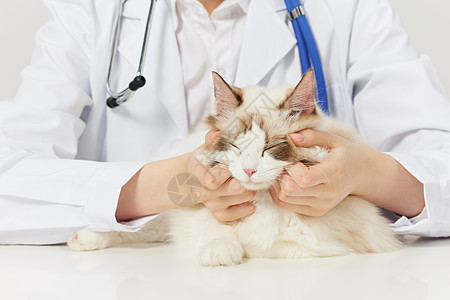 萌宠猫女性宠物医生给布偶猫咪体检特写背景