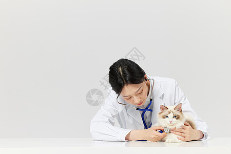 女性宠物医生给布偶猫咪做体检图片