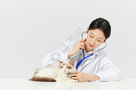 宠物医生拿听诊器给宠物猫体检图片