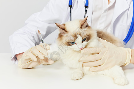 人猫宠物猫咪打疫苗背景