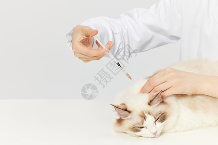 宠物猫咪打疫苗背景图片