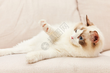 趴在冰块上猫趴在沙发上的萌宠猫咪布偶猫背景