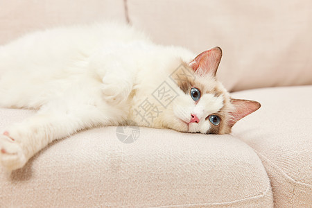 猫咪趴在电视上趴在沙发上的萌宠猫咪布偶猫背景