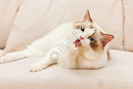 猫咪吃东西趴在沙发上的萌宠猫咪布偶猫背景
