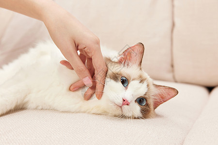 可爱猫咪女性主人撸猫特写背景