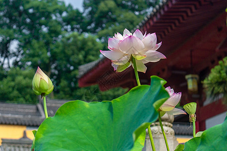 白色荷花莲蓬夏季寺庙里的荷花背景