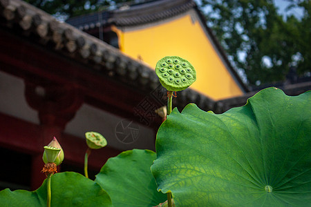 夏季寺庙里的荷花高清图片