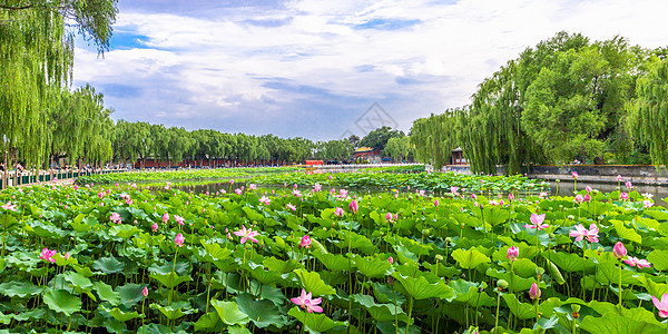 大气清新北海公园莲花池荷花图片