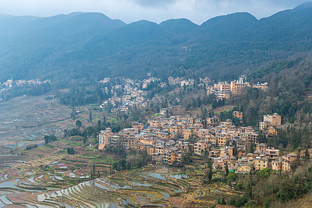 云南元阳多依树梯田背景