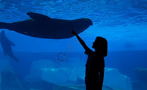 大海狮青年女性水族馆剪影背景