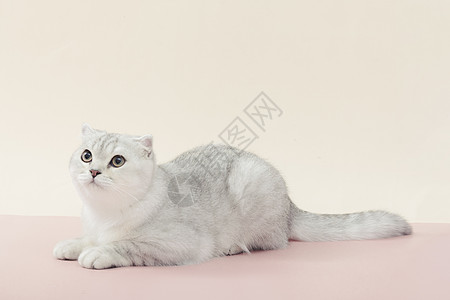 银猫小清新猫咪可爱宠物银渐层短毛猫背景