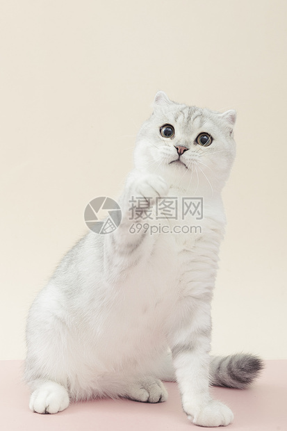 小清新猫咪可爱宠物银渐层短毛猫图片