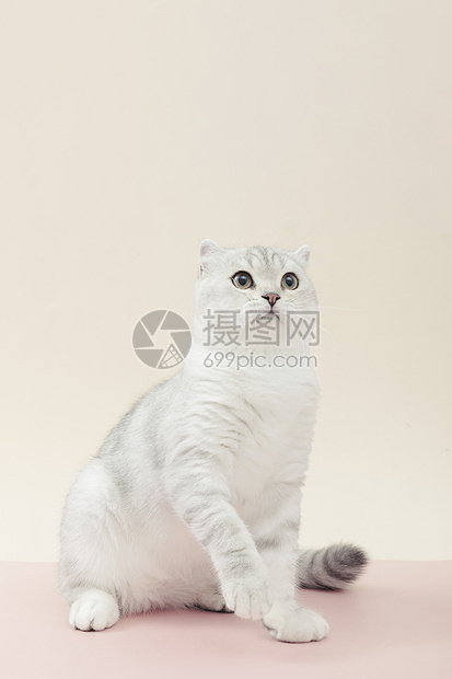 小清新猫咪可爱宠物银渐层短毛猫图片