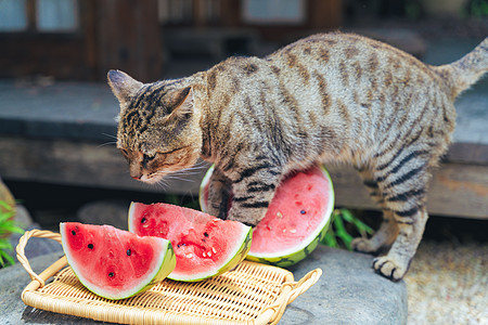 动物水果夏日阳光下想要吃西瓜的小馋猫背景