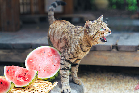 夏日阳光下想要吃西瓜的小馋猫图片