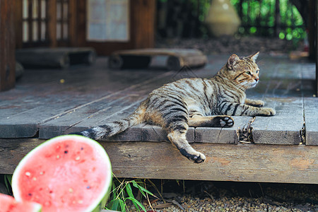 夏日阳光下想要吃西瓜的小馋猫图片