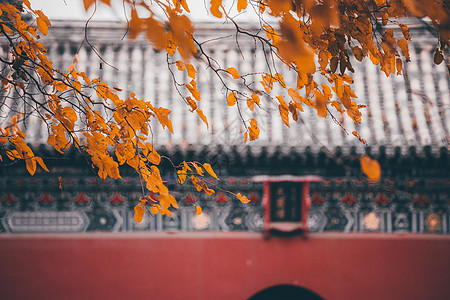 北京秋天秋景地标故宫高清图片