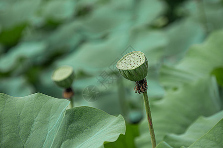 即将成熟的莲藕高清图片