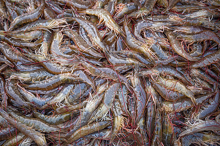 市场里海鲜水产大虾海鲜市场高清图片素材