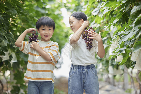 小朋友在果园采摘葡萄高清图片