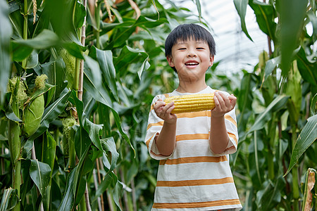 可爱玉米在蔬菜玉米大棚里玩耍的小男孩背景