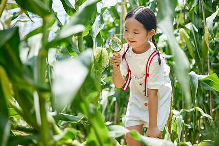 在蔬菜大棚观察玉米的小女孩图片