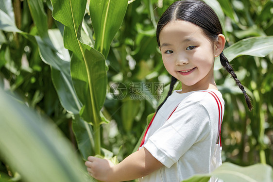 在蔬菜大棚观察玉米的小女孩图片