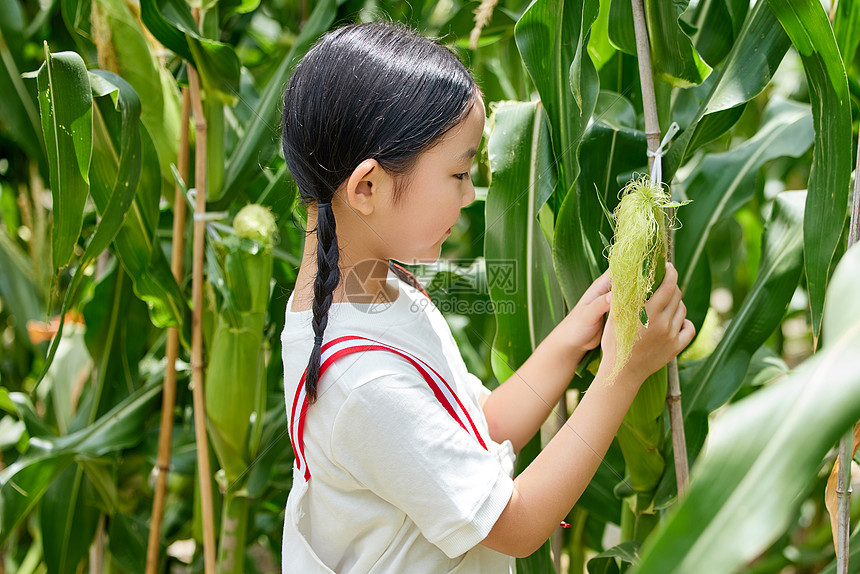 在蔬菜大棚观察玉米的小女孩图片