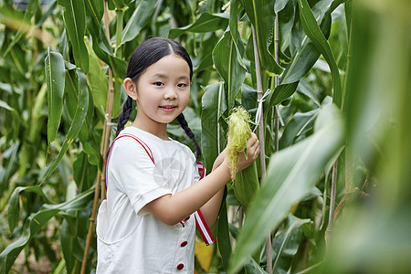 在蔬菜大棚观察玉米的小女孩背景图片