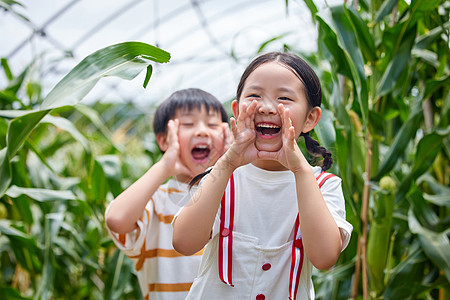 在农业大棚玉米地里的小孩开心呐喊高清图片