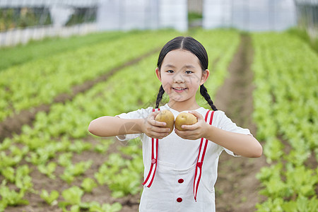 在蔬菜大棚手拿土豆的小女孩图片