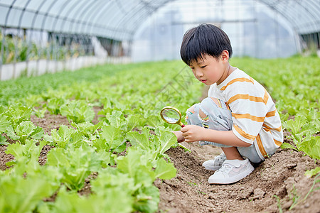 小男孩使用放大镜研究蔬菜图片