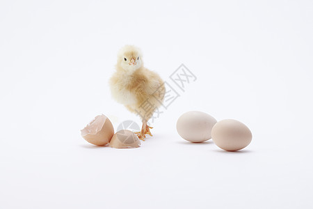 破壳小鸡土鸡蛋和刚孵化出的小鸡背景