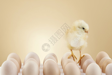 刚出生的小鸡站在鸡蛋上图片