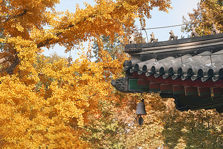 深秋枫叶北京香山公园枫叶背景