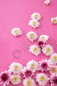 彩色背景里的菊花图片