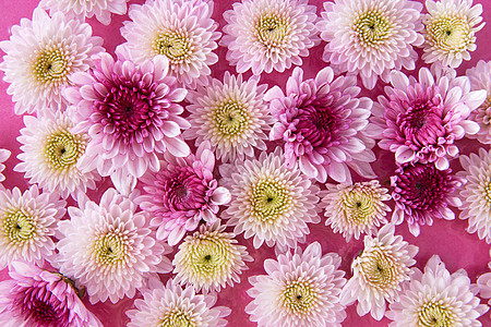 粉色小雏菊花卉彩色背景里的菊花背景