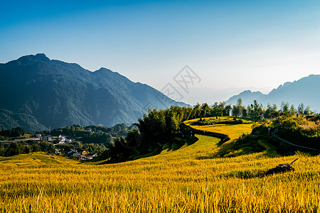 秋天梯田秋天浙江丽水云和梯田日出背景