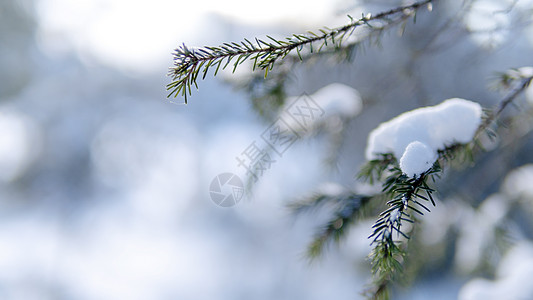 大雪树枝冬天树枝积雪霜降背景