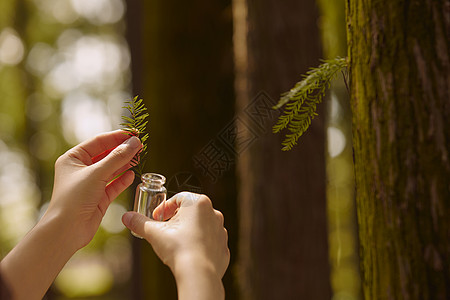 采集植物样本手部特写高清图片