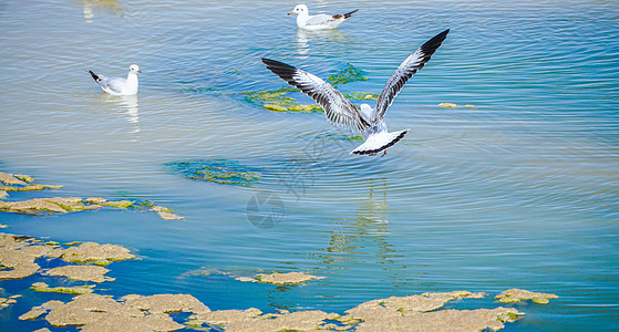 西台吉乃尔湖飞鸟图片