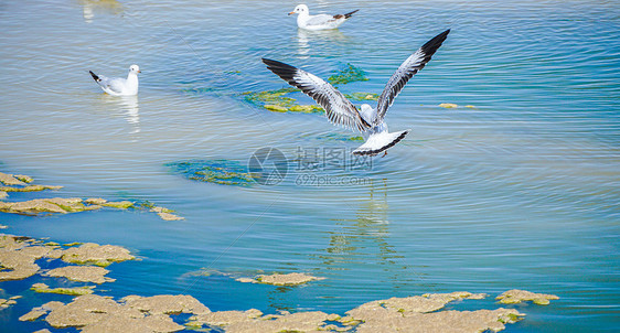 西台吉乃尔湖飞鸟图片