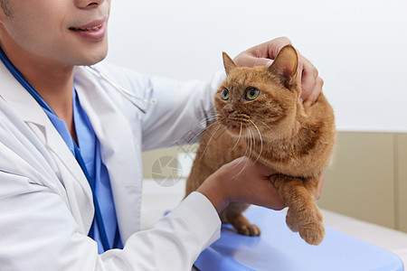 男性兽医抚摸生病的猫咪背景图片