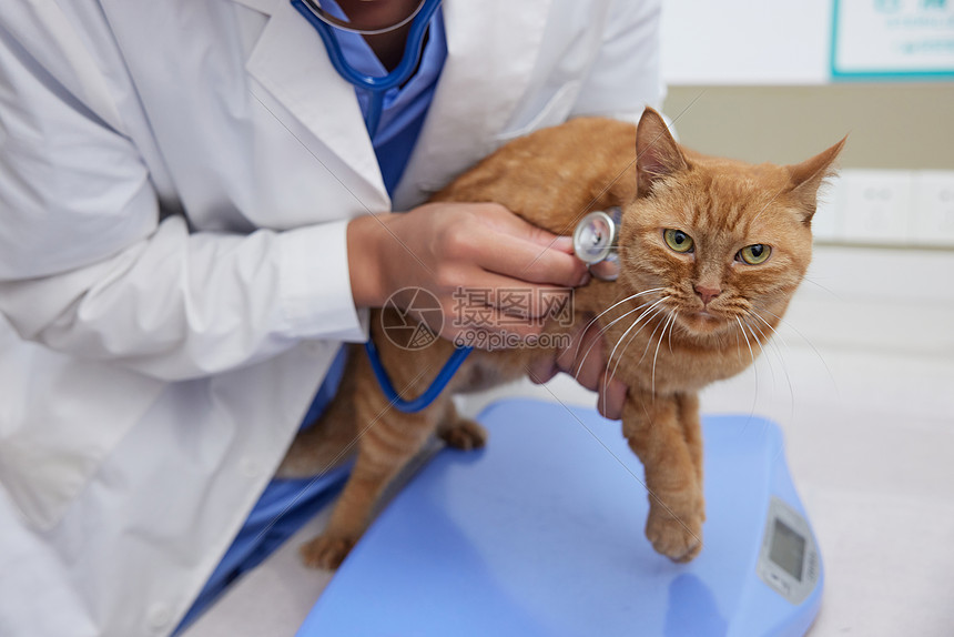 宠物医生为生病的猫咪做检查特写图片