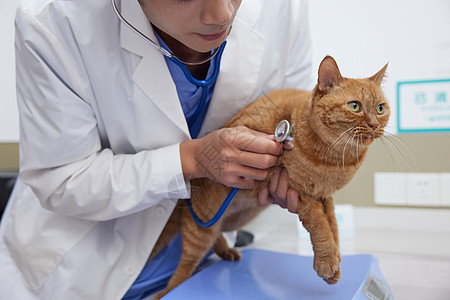 兽医使用听诊器给猫咪听诊图片