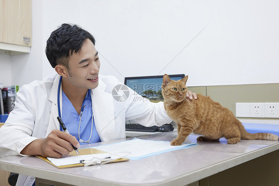 宠物医生抚摸看诊台上的猫咪图片