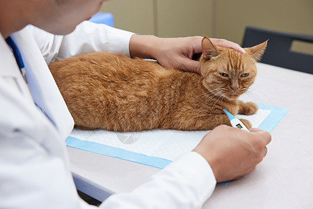 宠物医生给宠物猫量体温特写背景图片