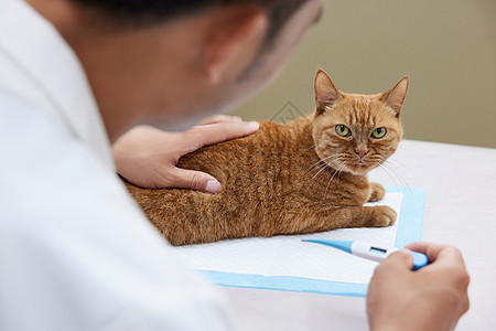 宠物医生给宠物猫量体温背景图片