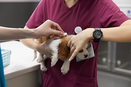 不同品种的宠物狗生病的比格犬来宠物医院就诊背景