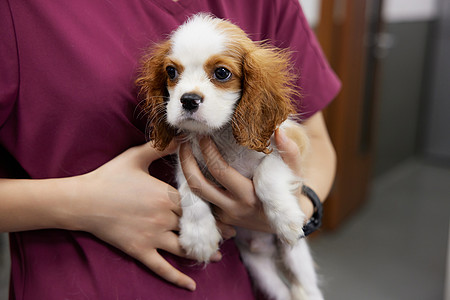 生病的比格犬来宠物医院就诊高清图片